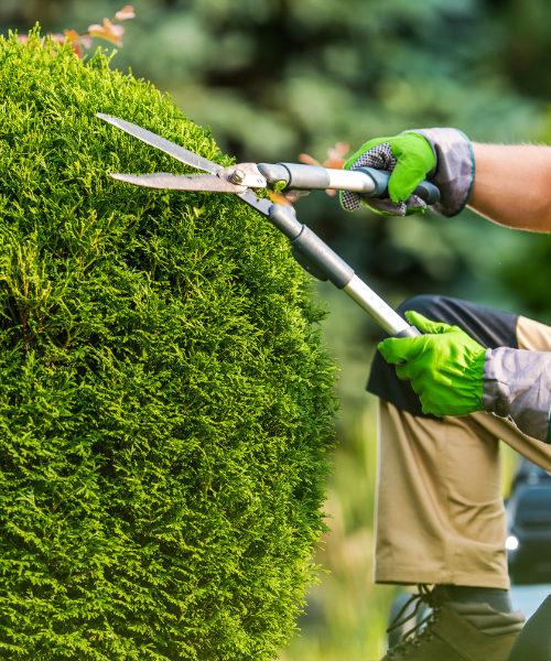 Landscaper trimming hedges with clippers