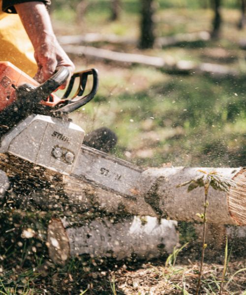 Chainsaw cutting tree